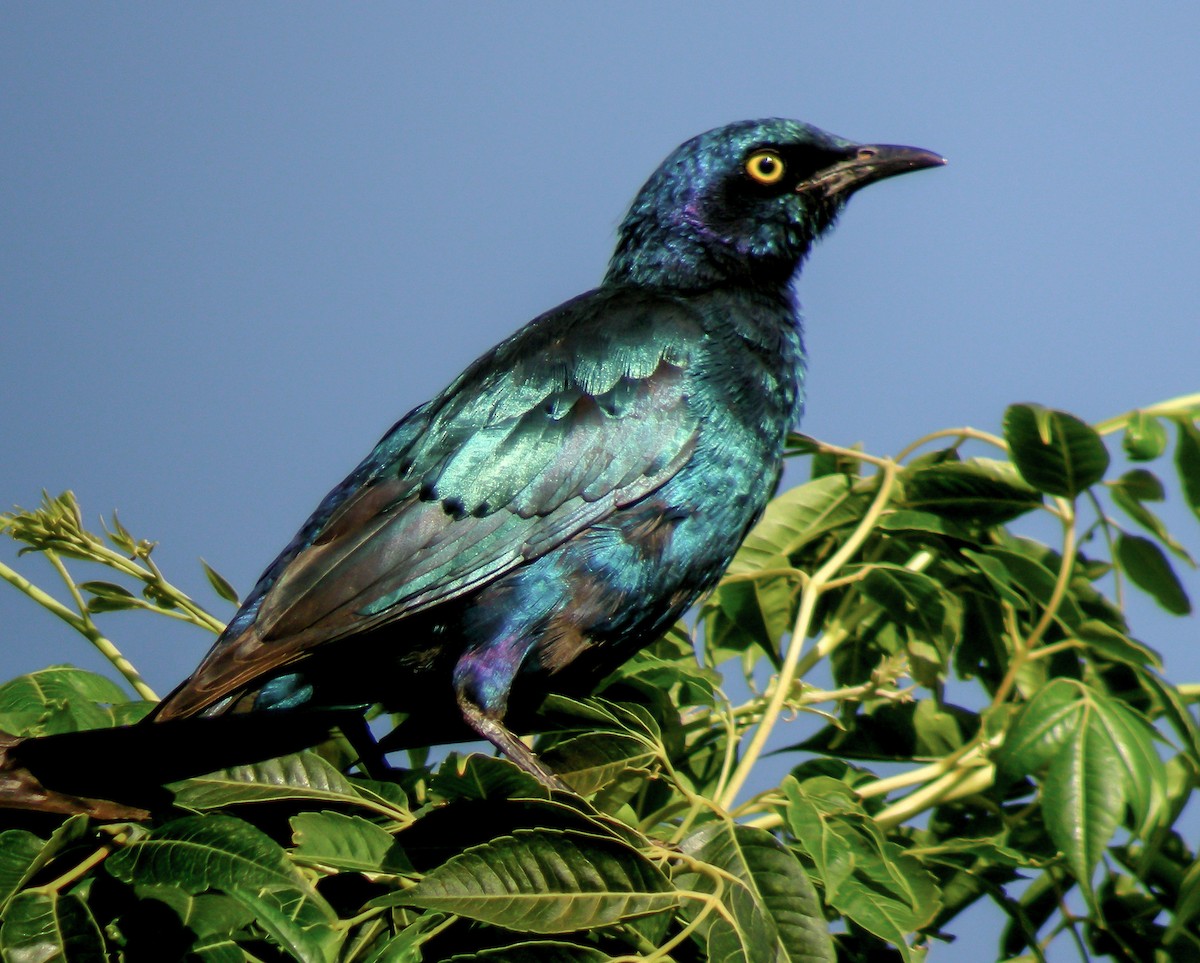 blåøreglansstær - ML646299510