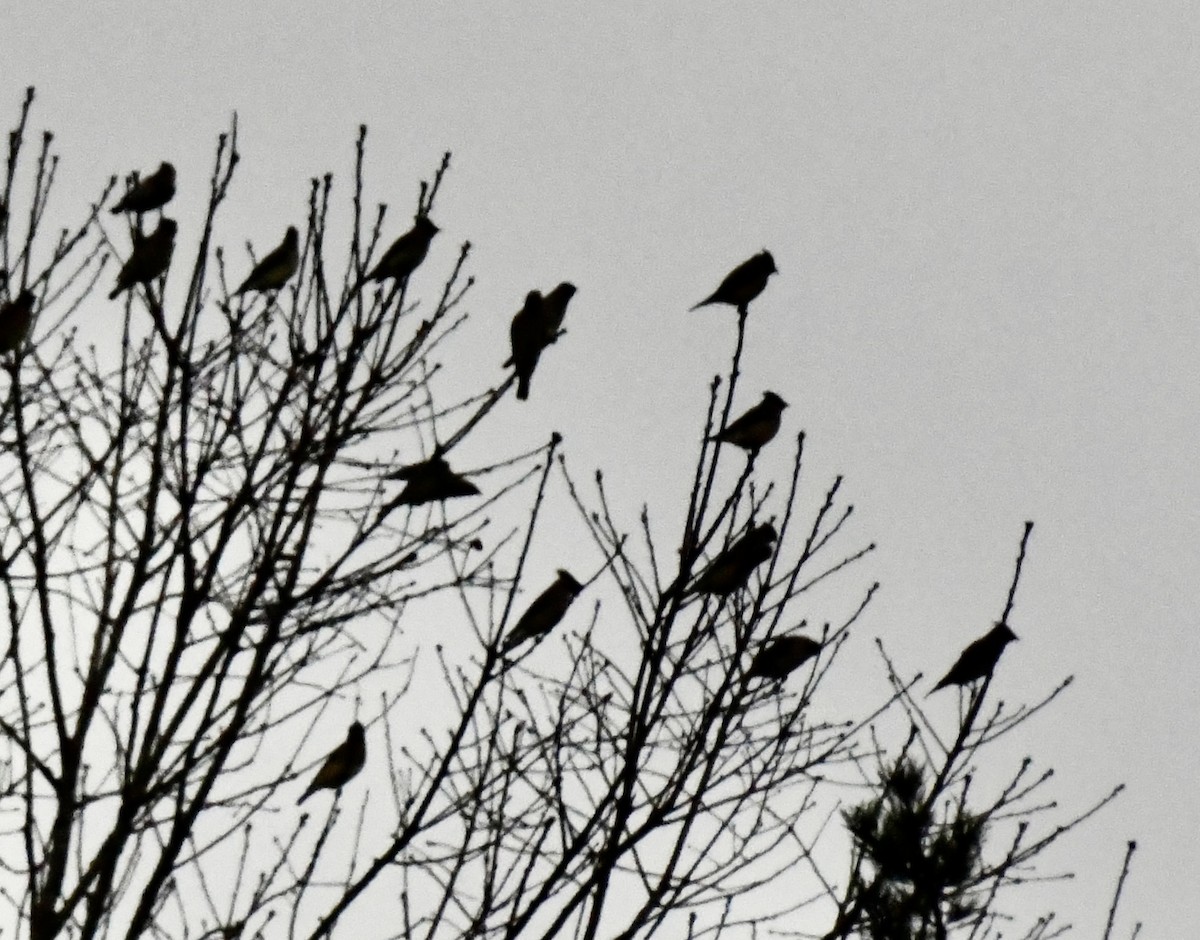 Cedar Waxwing - ML646299513