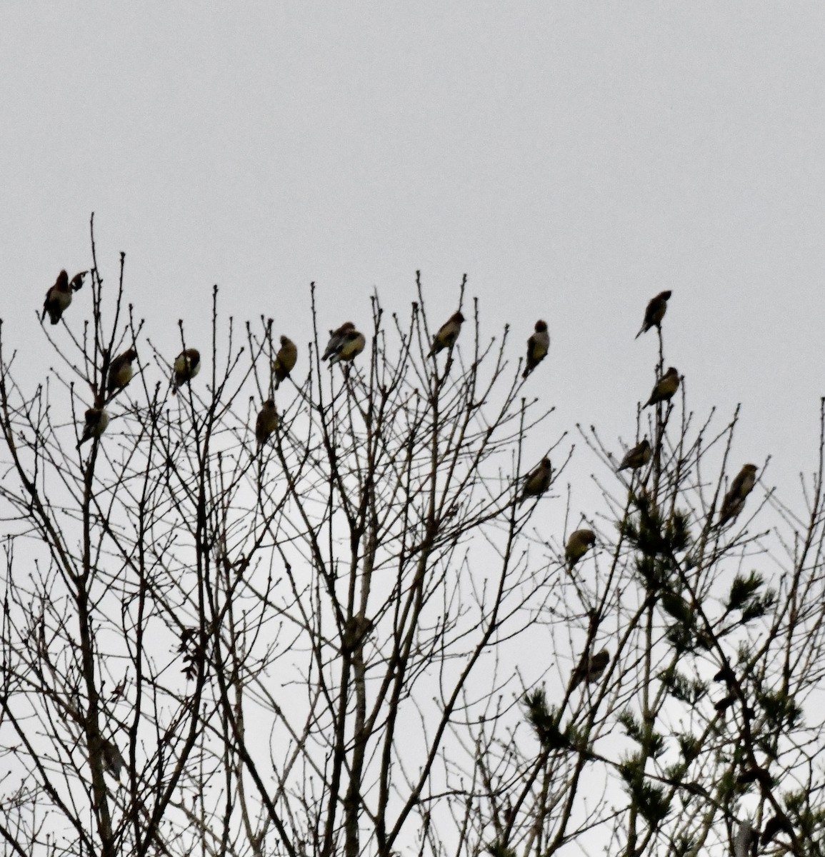 Cedar Waxwing - ML646299514