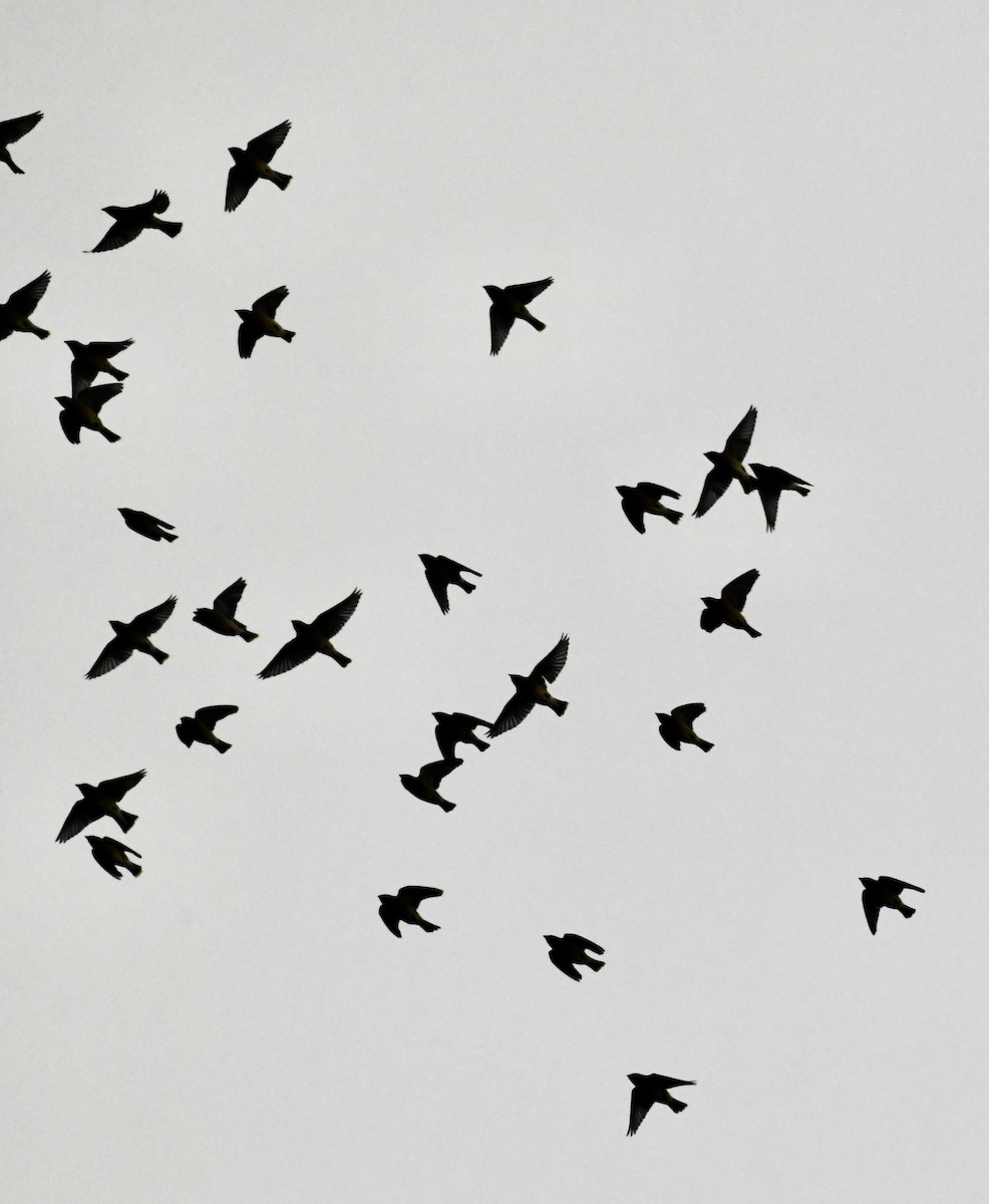 Cedar Waxwing - ML646299515