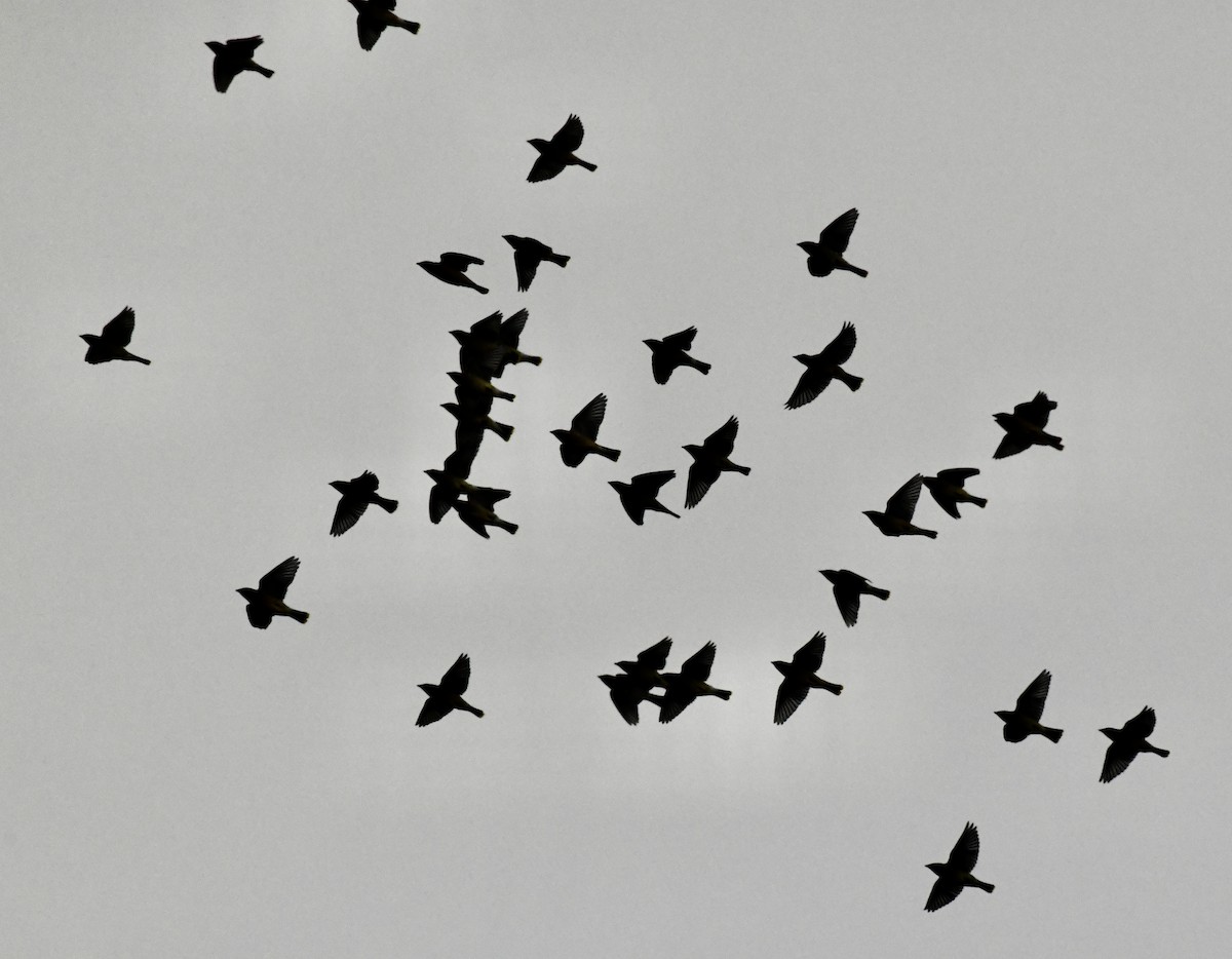 Cedar Waxwing - ML646299516