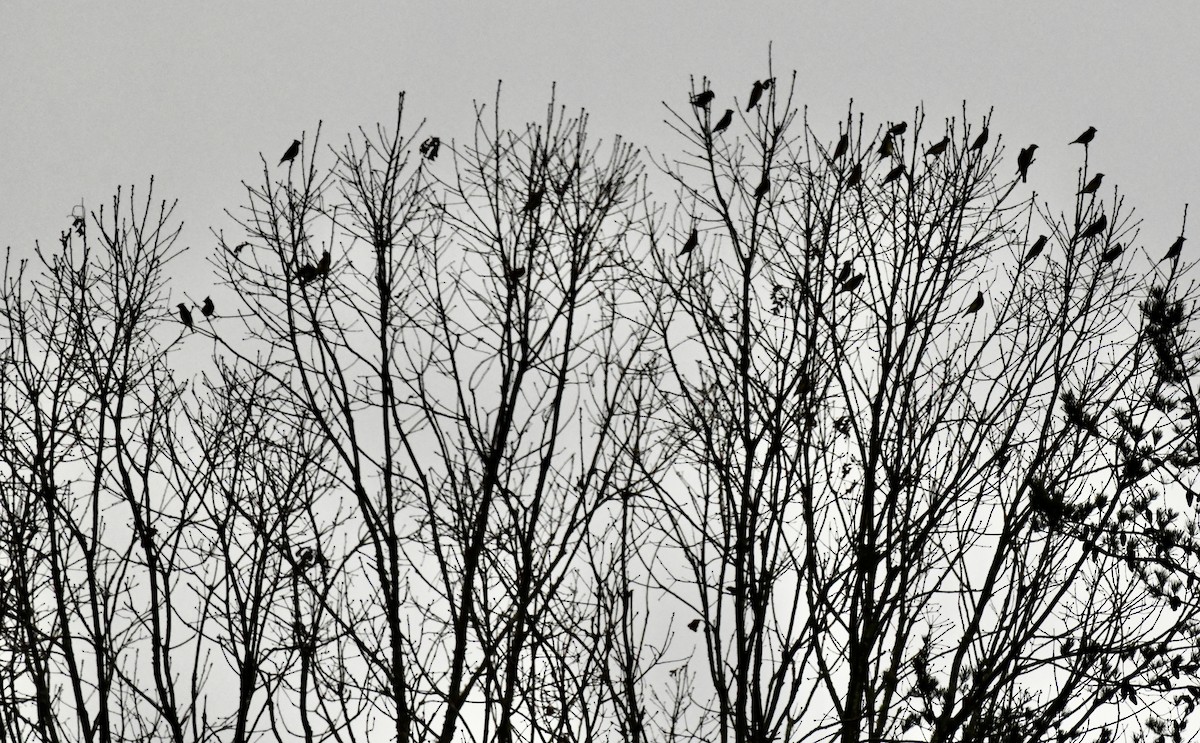 Cedar Waxwing - ML646299517