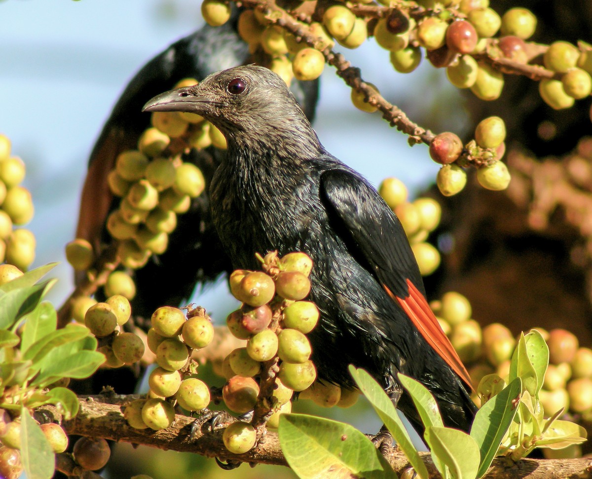 Red-winged Starling - ML646299518