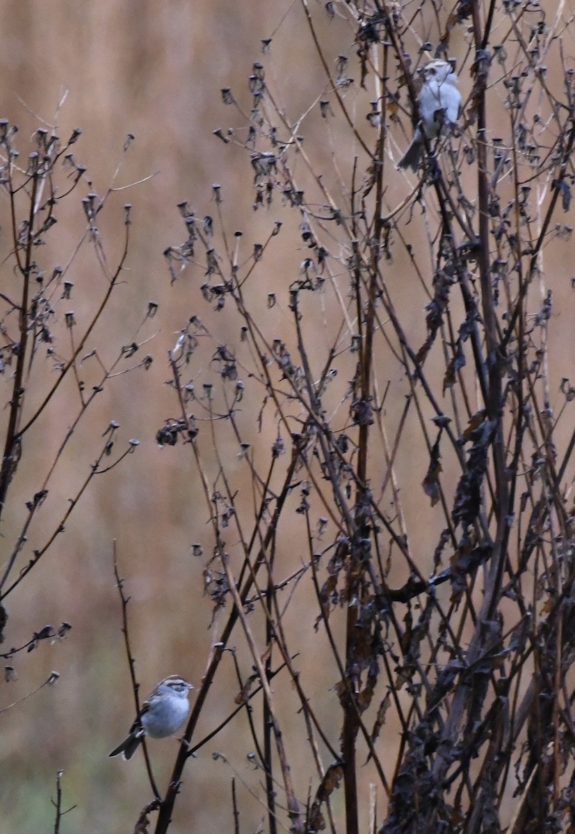 Chipping Sparrow - ML646299535