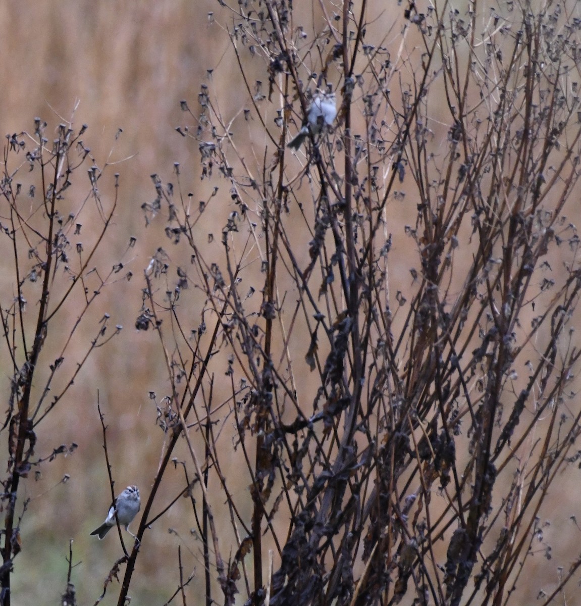 Chipping Sparrow - ML646299537