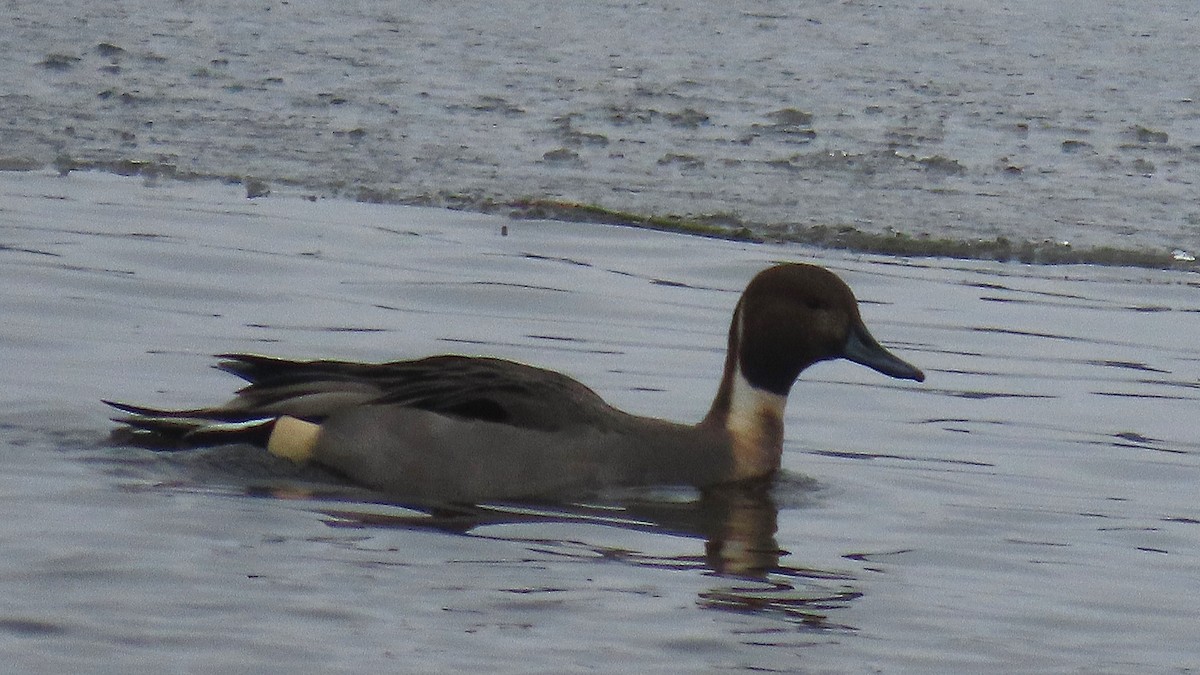 Шовтгор алаг нугас - ML646299539