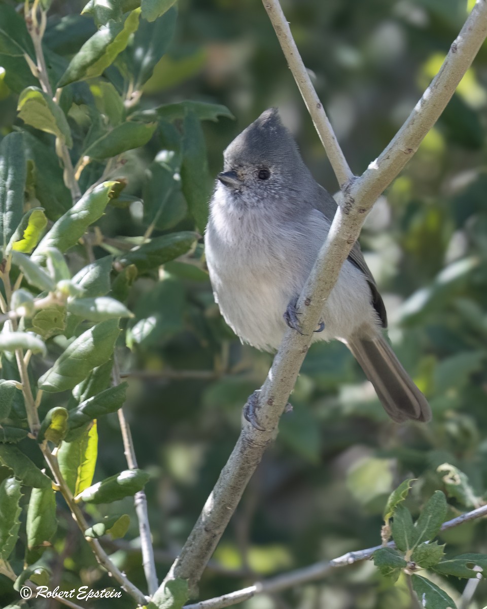 Herrerillo Unicolor - ML646299540