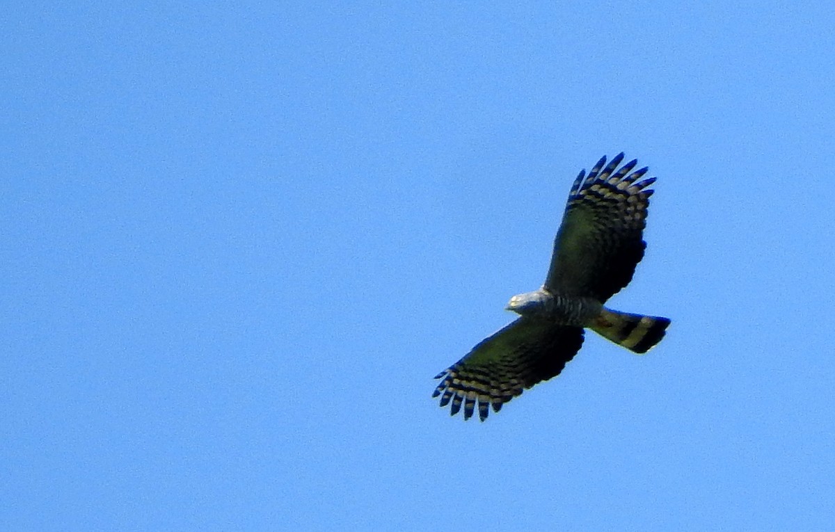 Hook-billed Kite - ML646299541