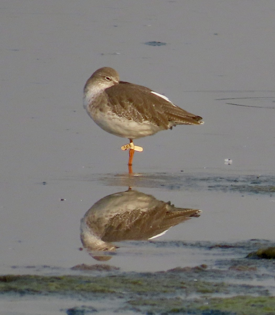 Common Redshank - ML646299542