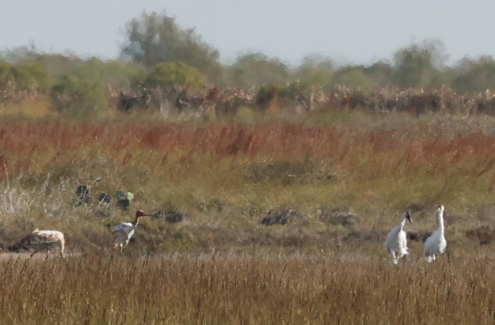 trompettrane - ML646299543