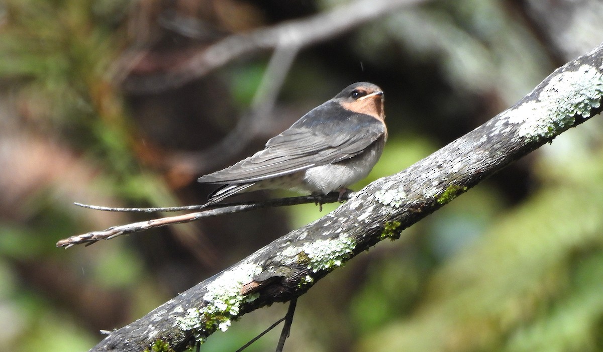 Welcome Swallow - ML646299545