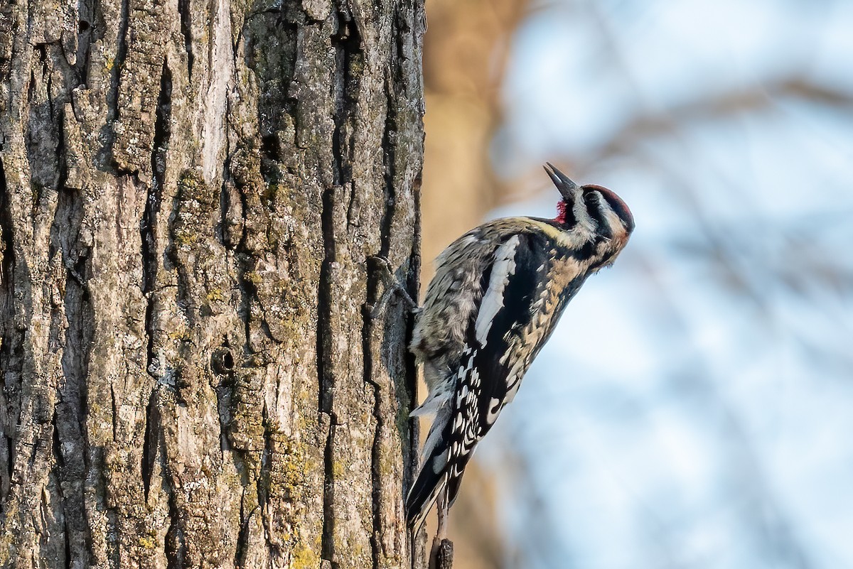 Yellow-bellied Sapsucker - ML646299546