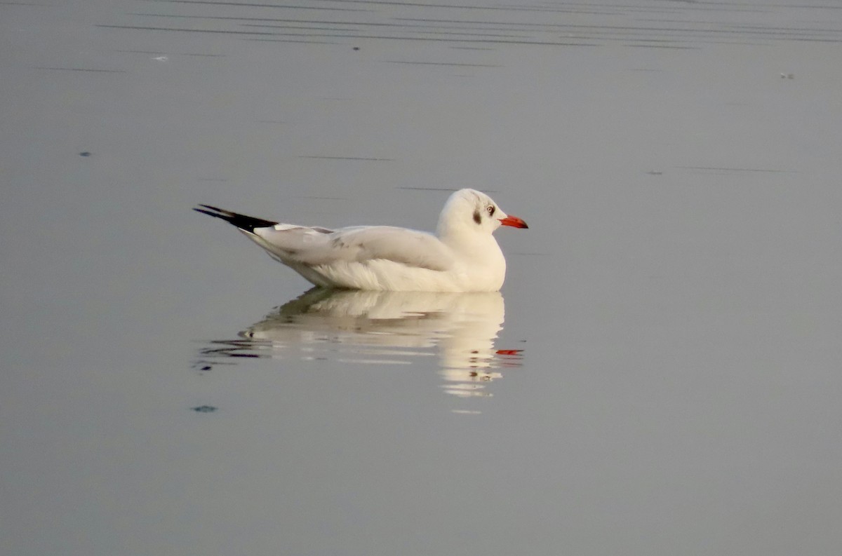 Brown-headed Gull - ML646299550