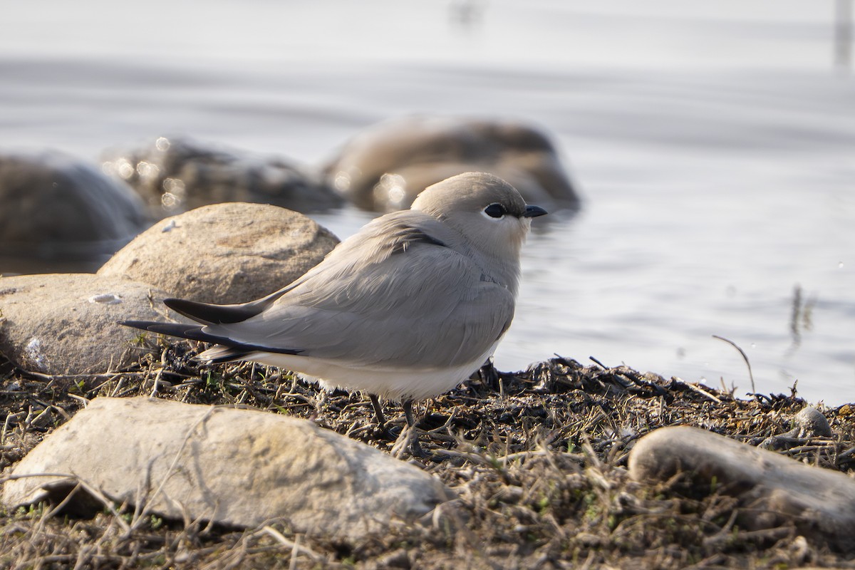Small Pratincole - ML646299556