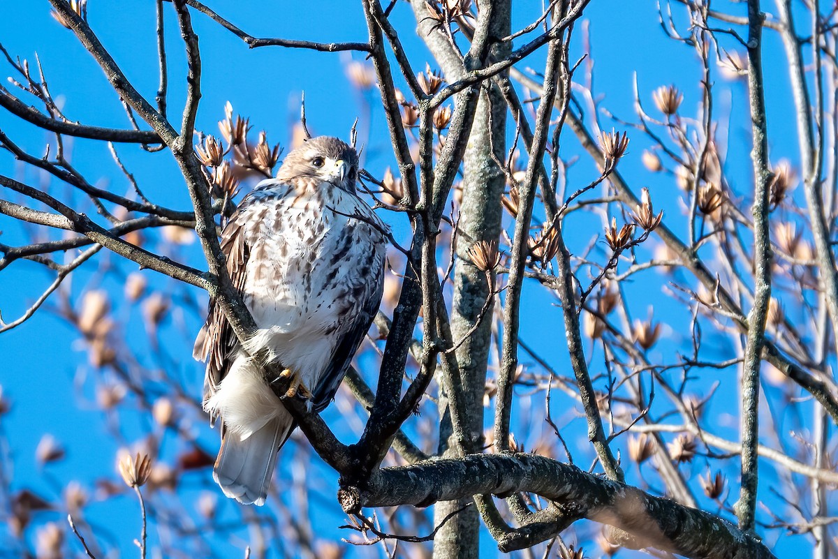 Red-tailed Hawk - ML646299563