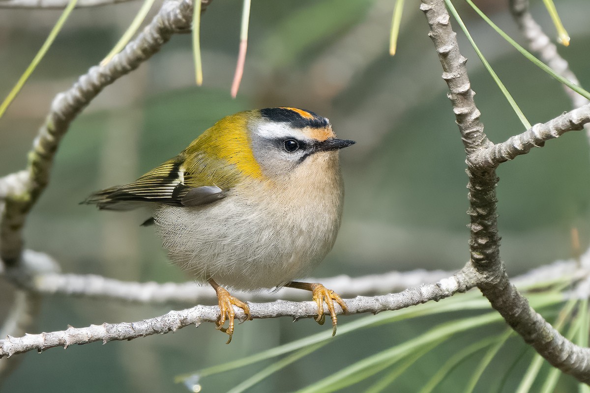 Common Firecrest - ML646299565