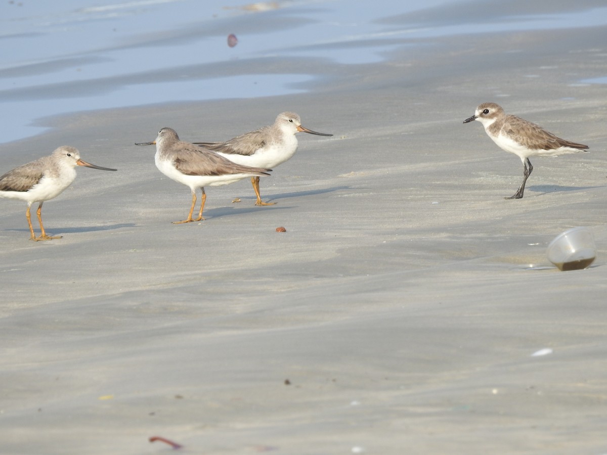 ソリハシシギ - ML646299567