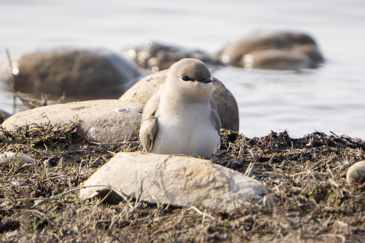 Small Pratincole - ML646299568