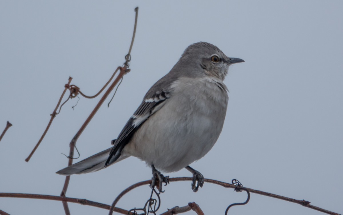 Northern Mockingbird - ML646299571