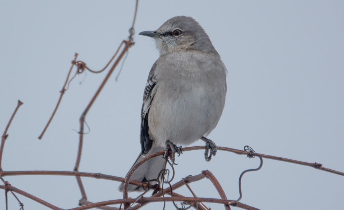 Northern Mockingbird - ML646299572