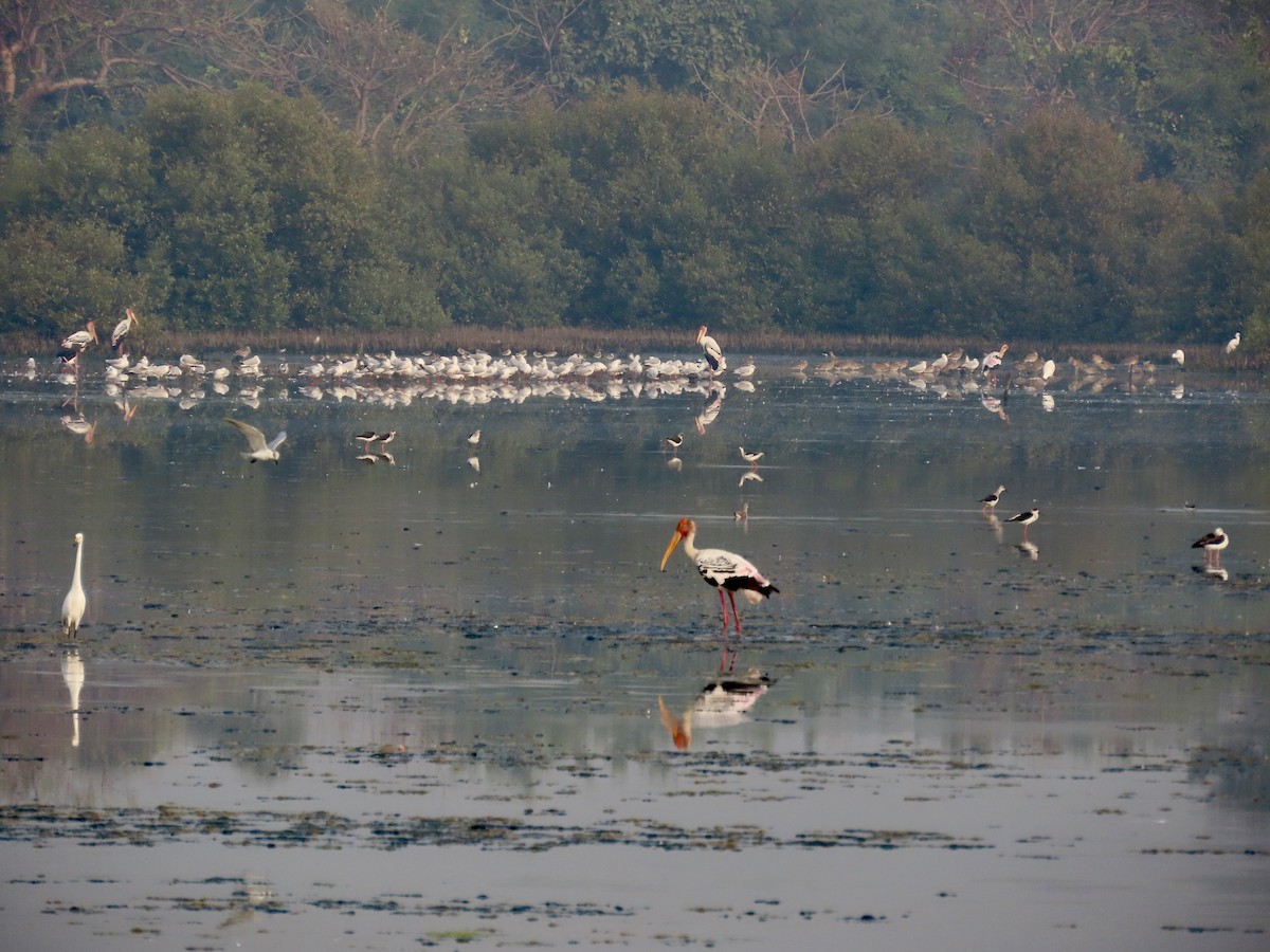 Painted Stork - ML646299573