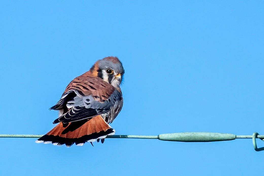 American Kestrel - ML646299579