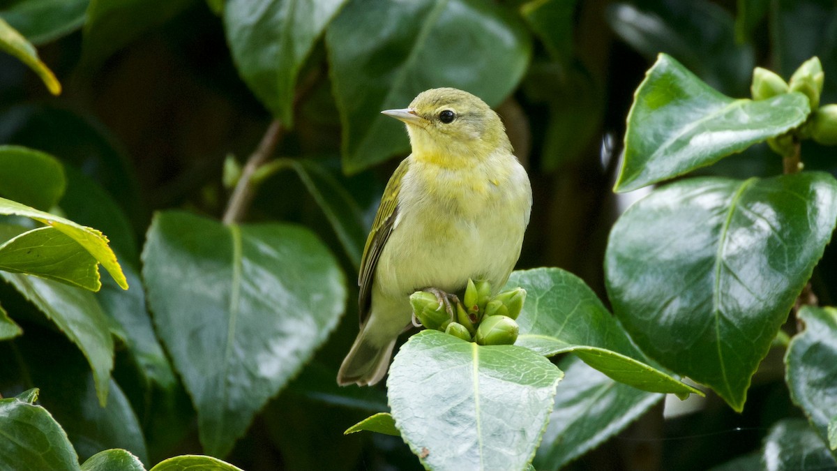 Tennessee Warbler - ML646299580