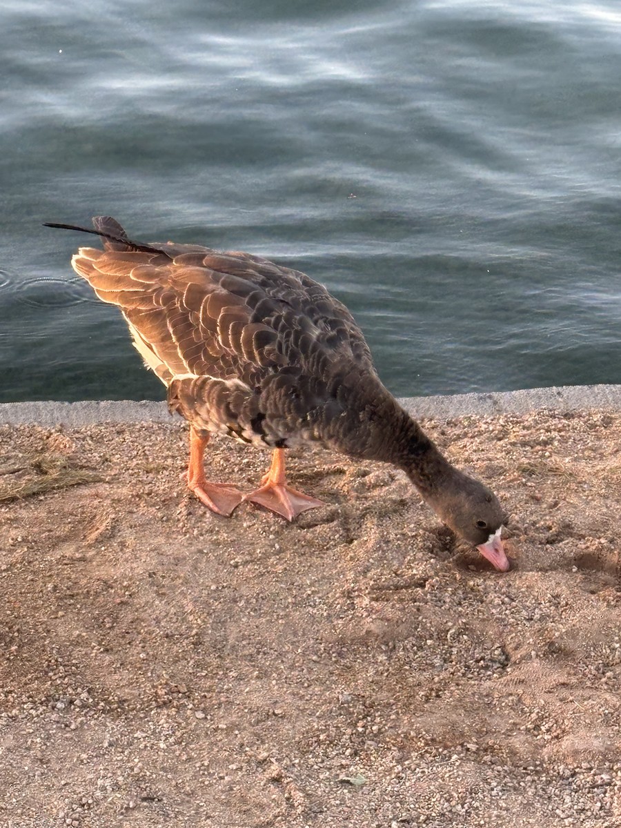 Greater White-fronted Goose - ML646299583