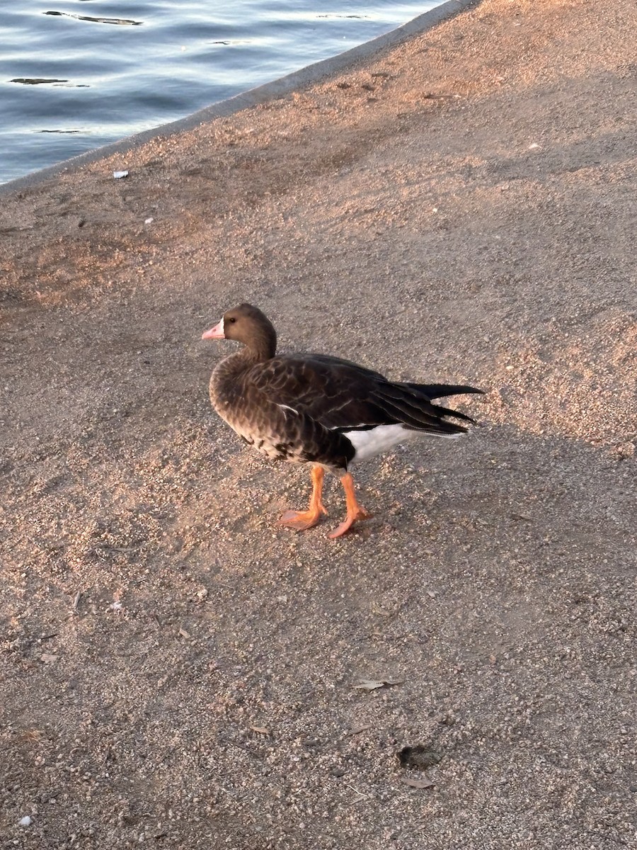 Greater White-fronted Goose - ML646299584