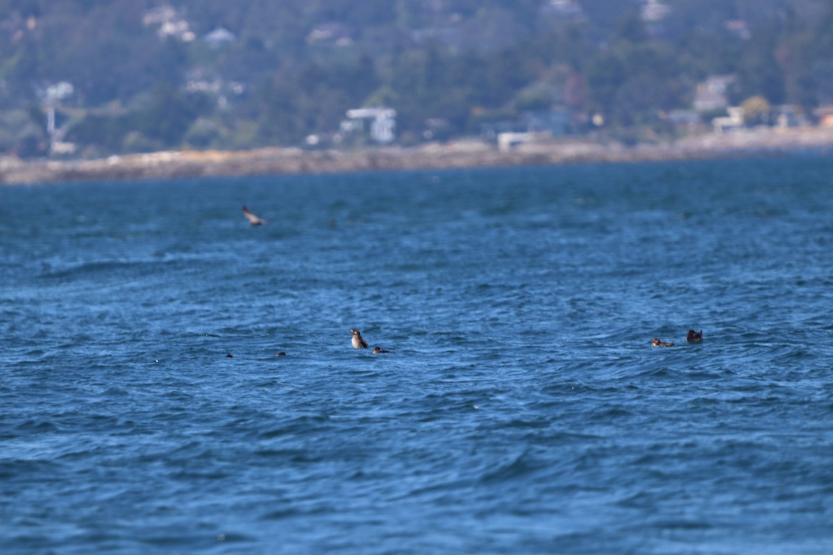 Rhinoceros Auklet - ML646299586