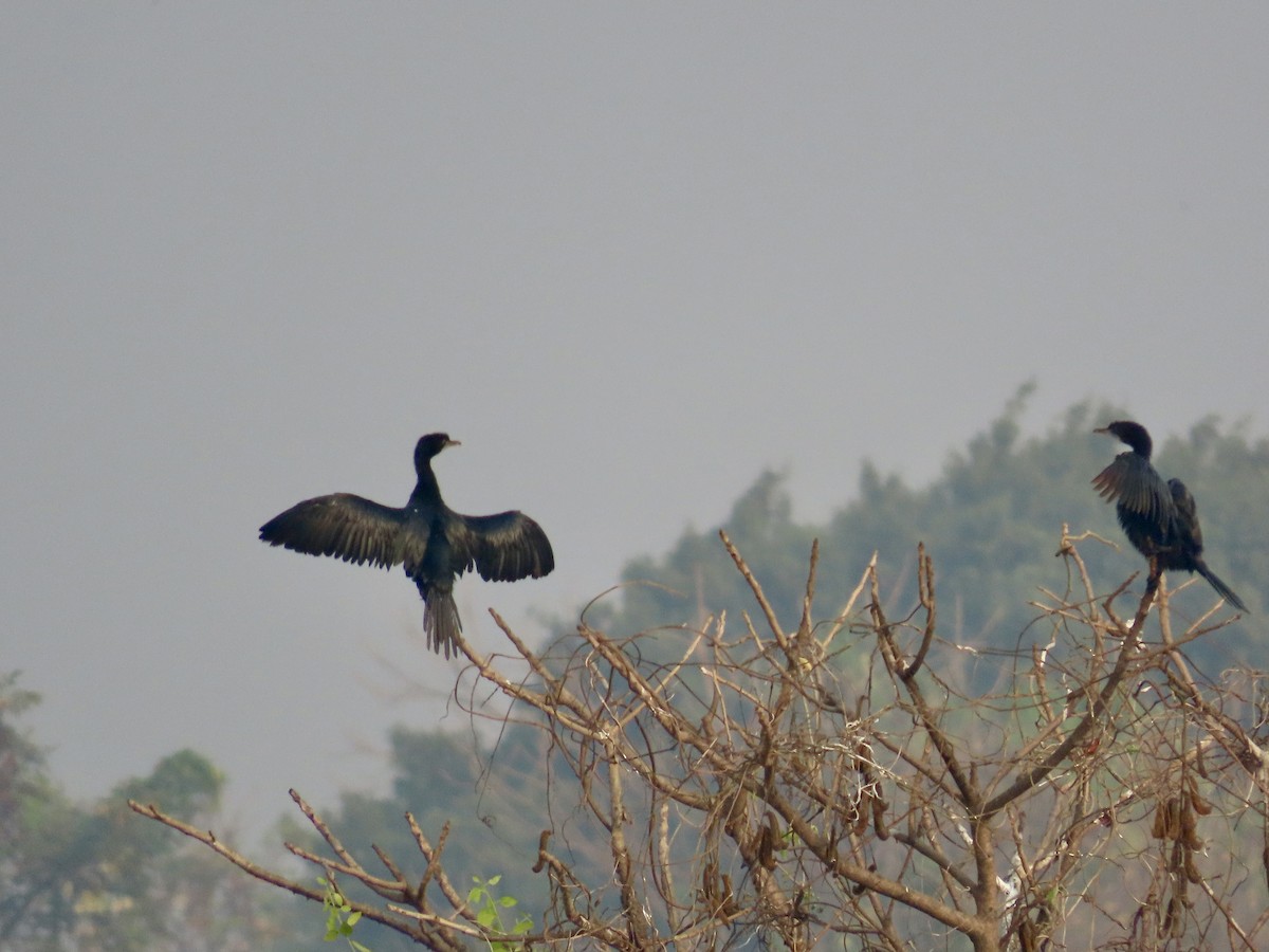 Little Cormorant - ML646299590