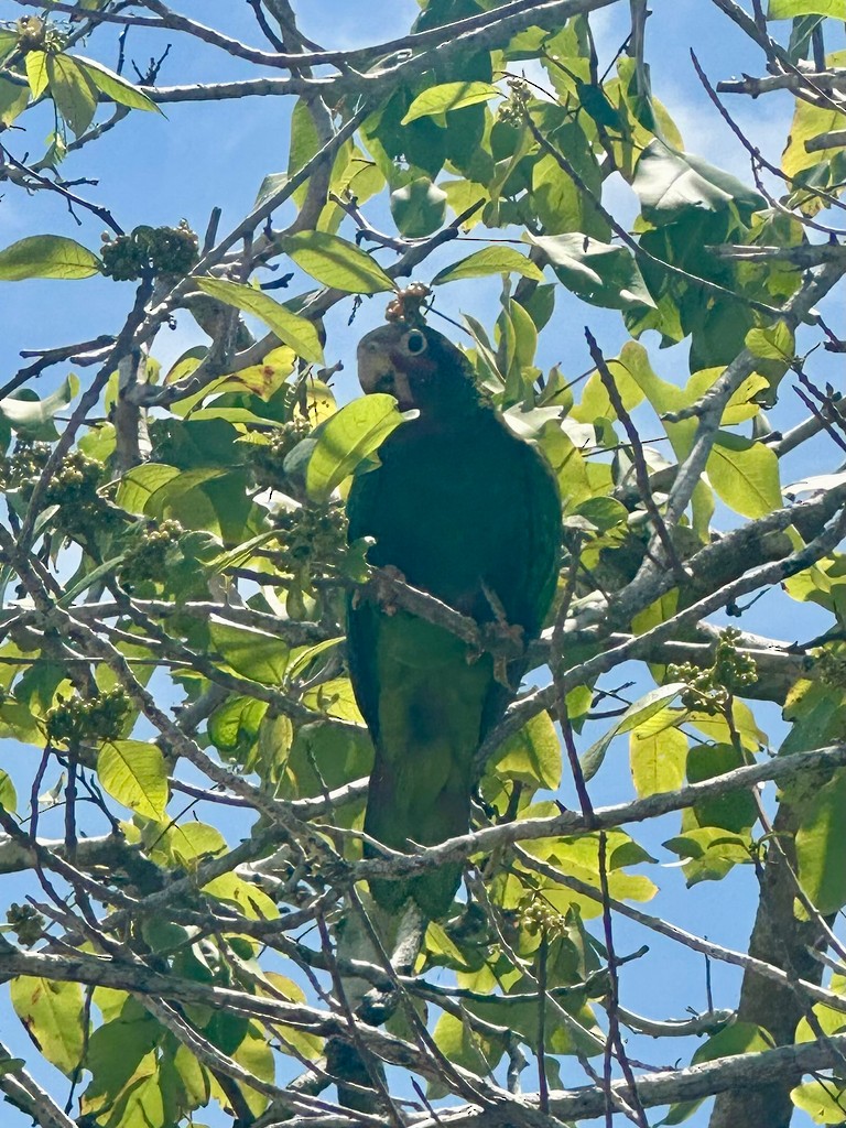 Küba Amazonu (caymanensis/hesterna) - ML646299593