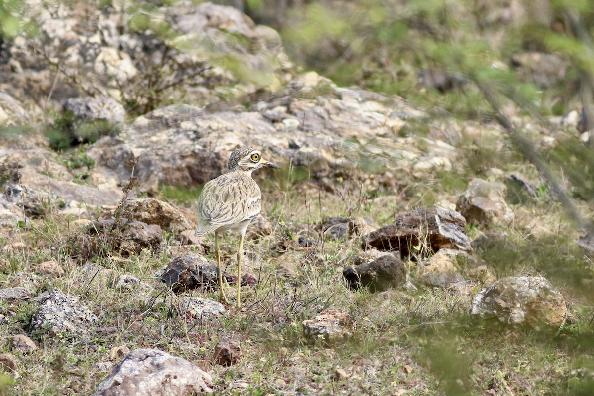 Indian Thick-knee - ML646299603