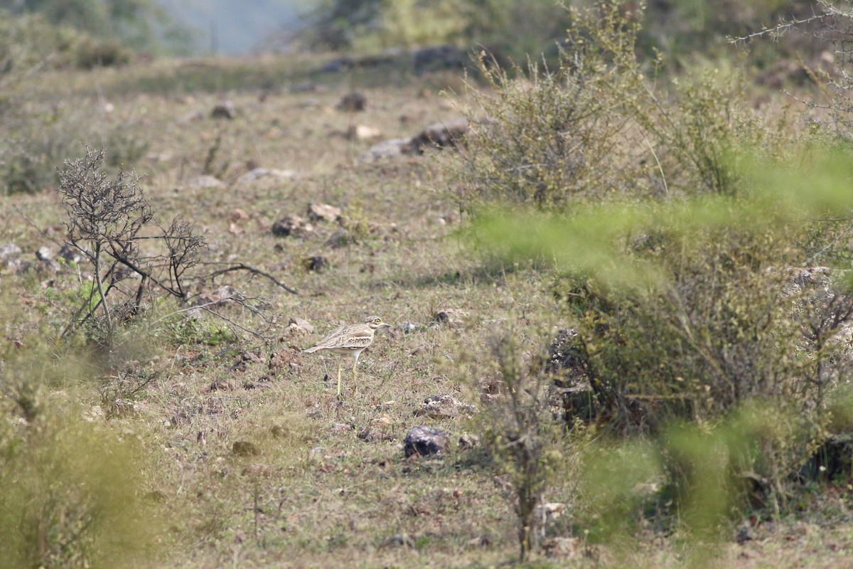 Indian Thick-knee - ML646299604