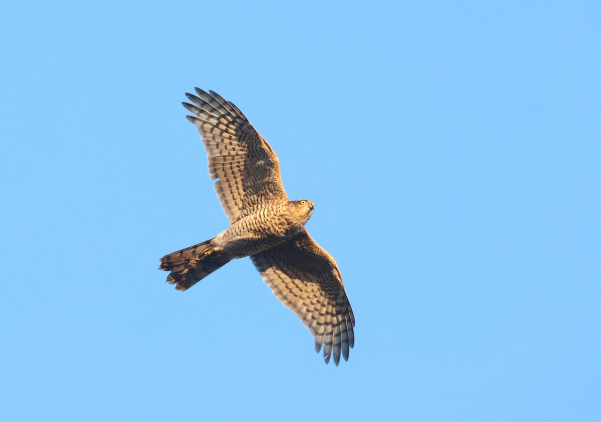 Eurasian Sparrowhawk - ML646299606