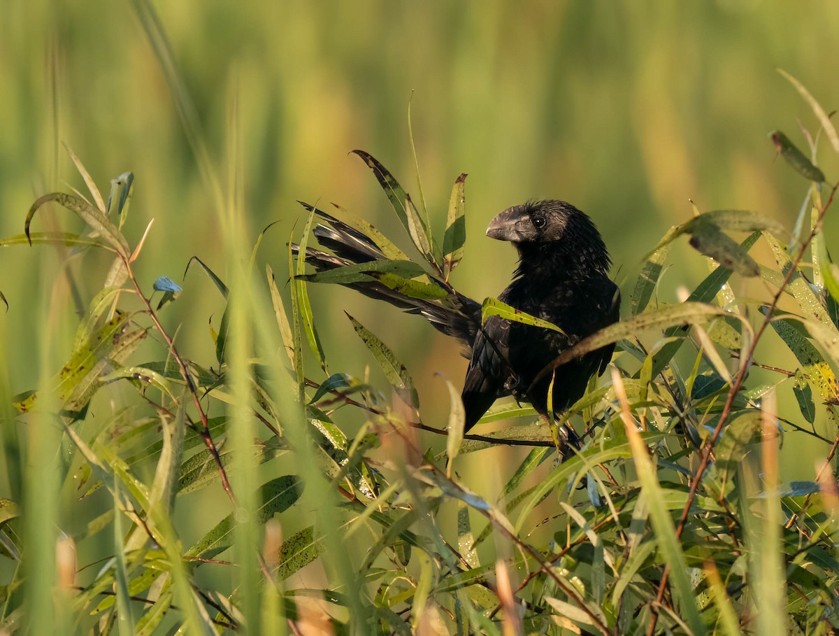 Ані товстодзьобий - ML646299608