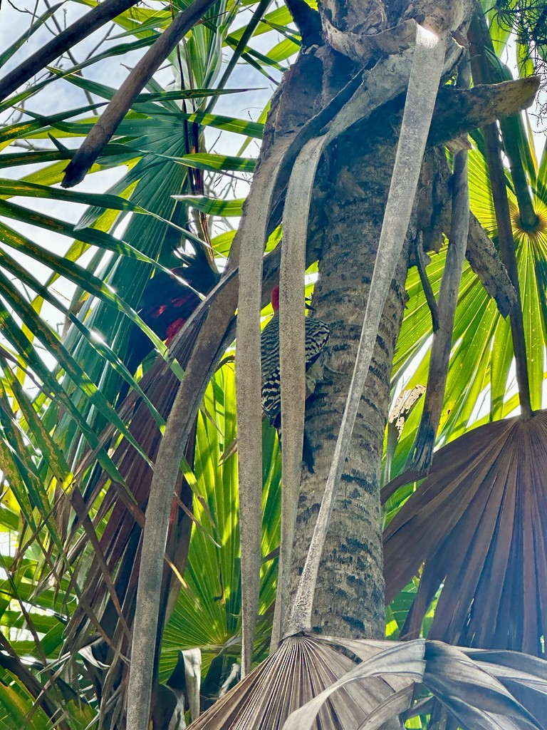 Bahamaspecht - ML646299610