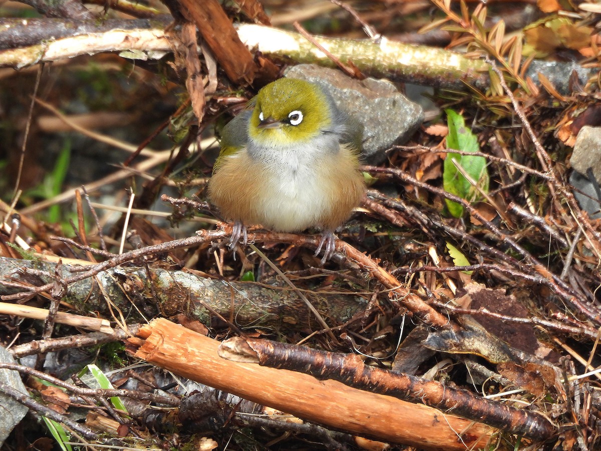 Silvereye - ML646299611