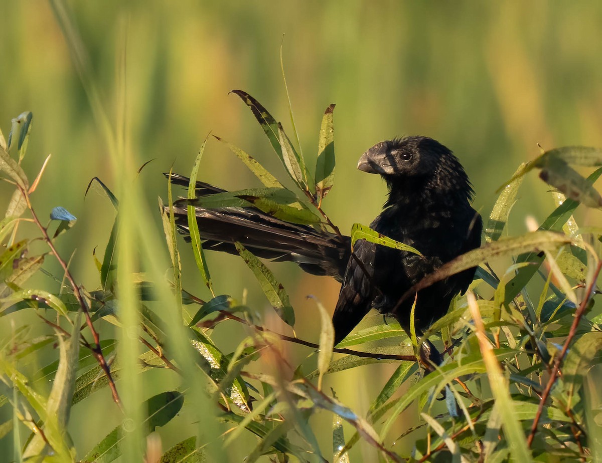 Ані товстодзьобий - ML646299612