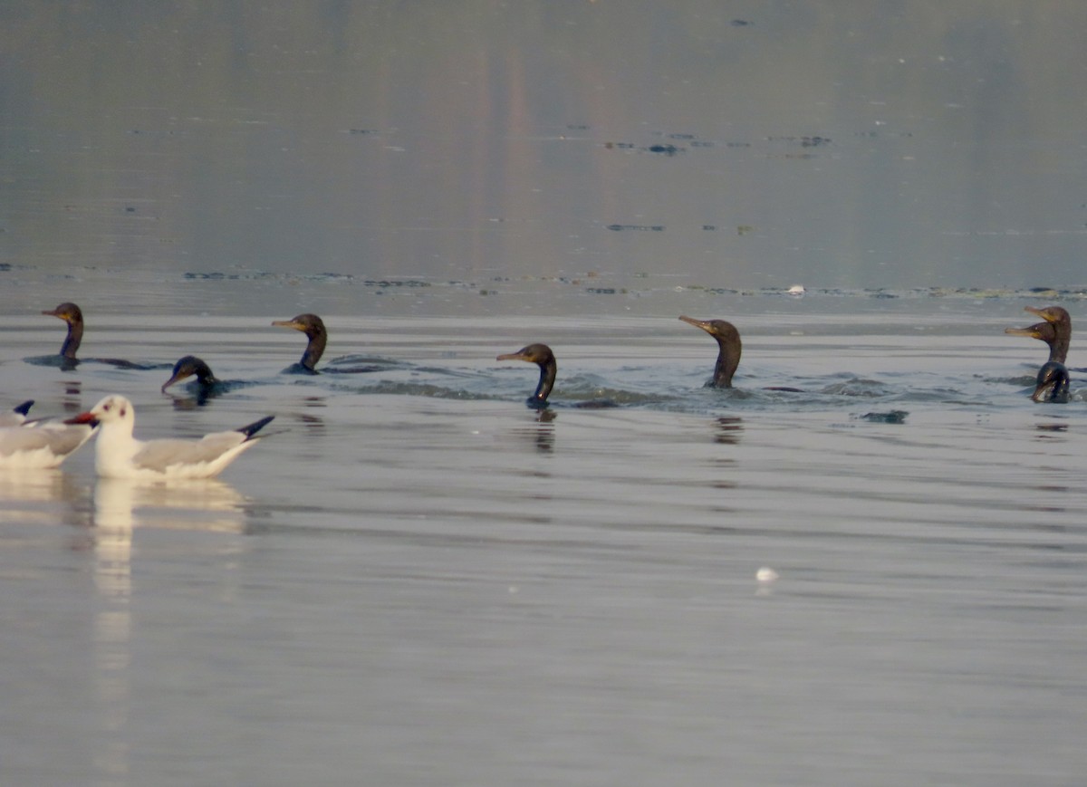 Indian Cormorant - ML646299613