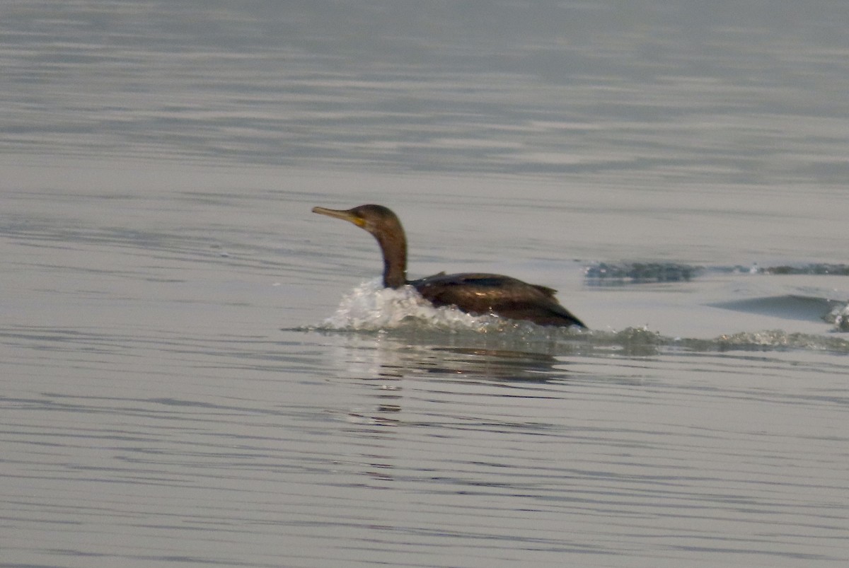 Indian Cormorant - ML646299614