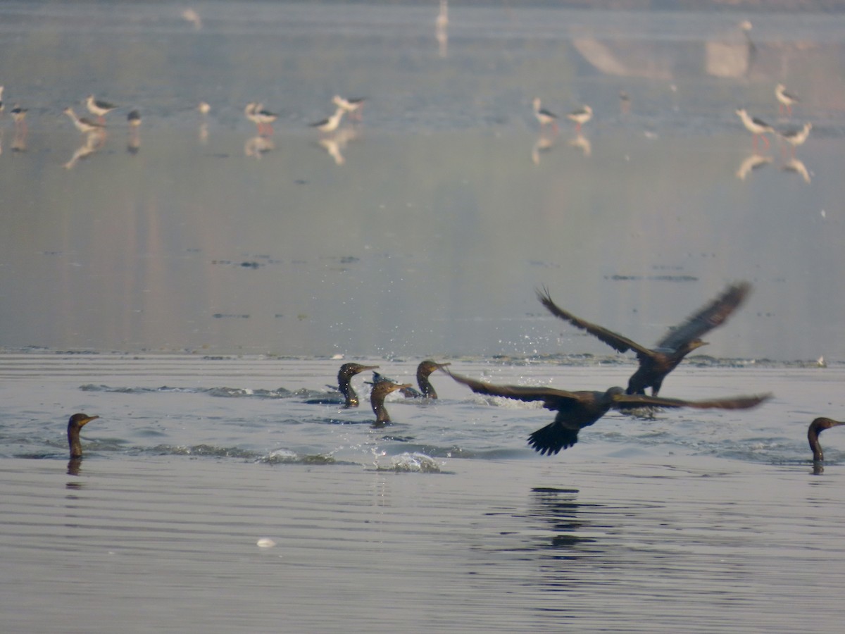 Indian Cormorant - ML646299615