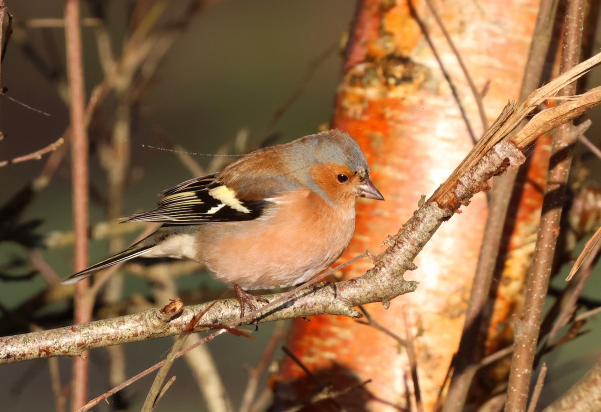 Common Chaffinch - ML646299621