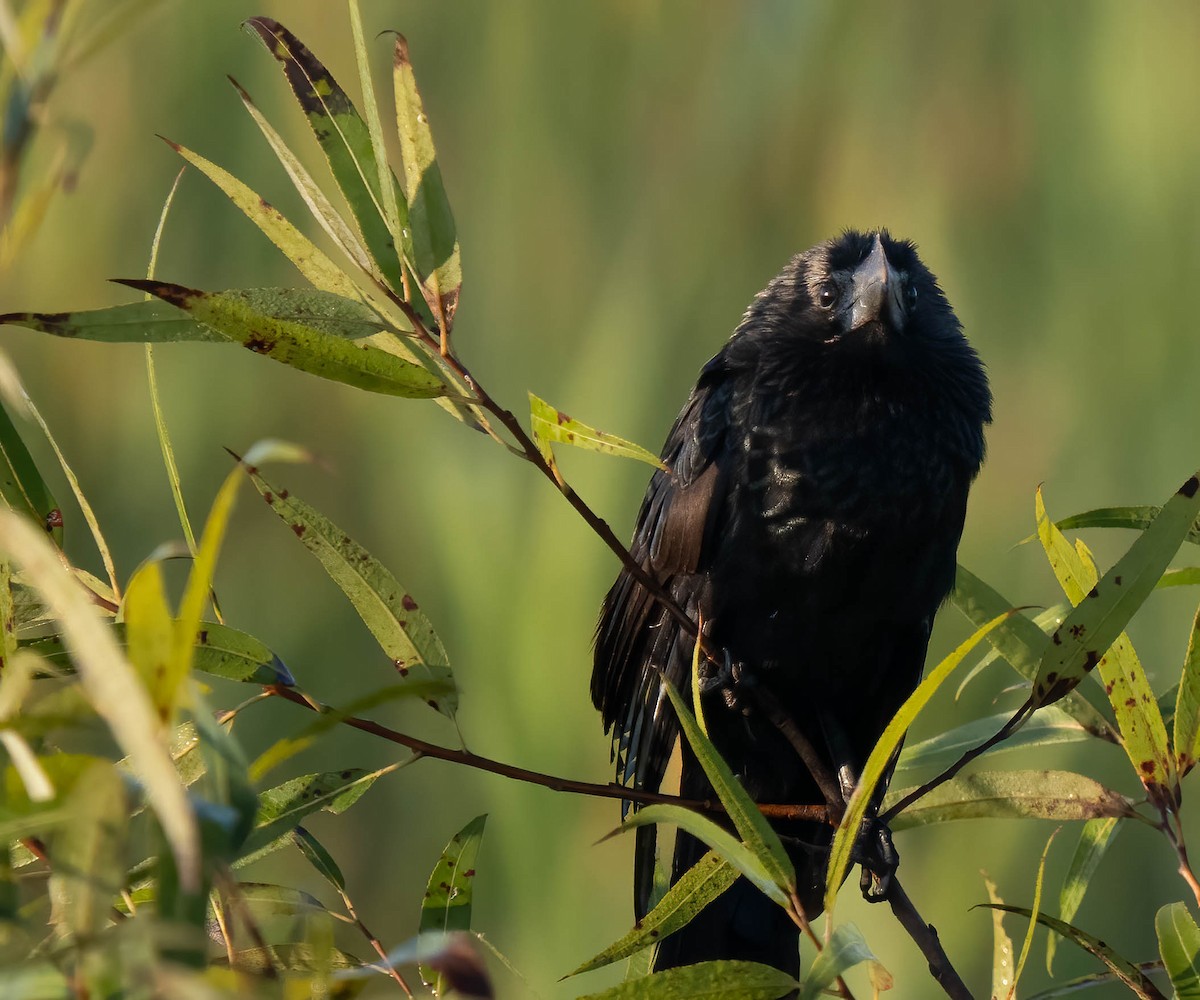 Ані товстодзьобий - ML646299623