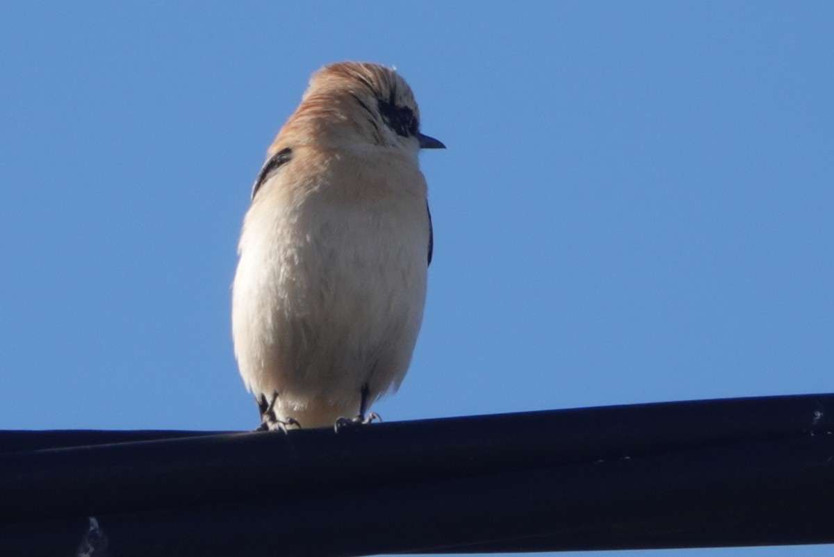 Western Black-eared Wheatear - ML646299625