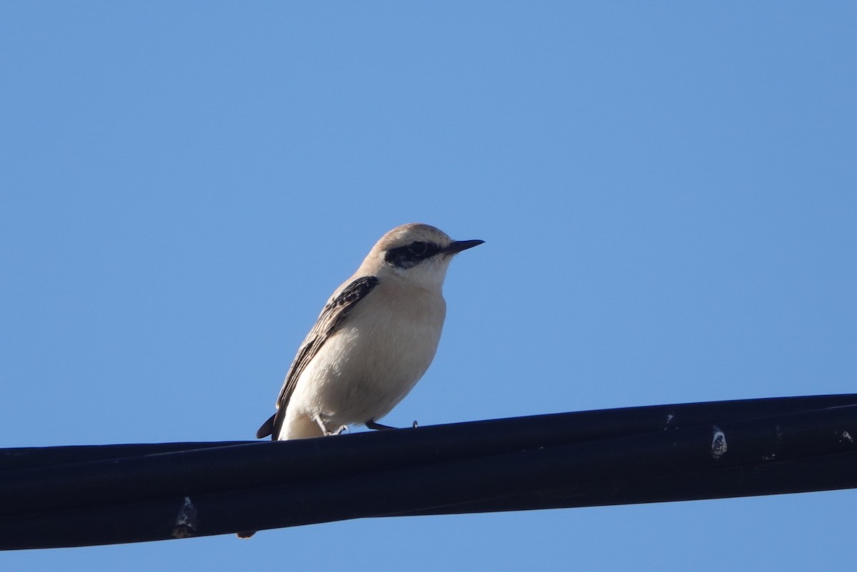 Western Black-eared Wheatear - ML646299626