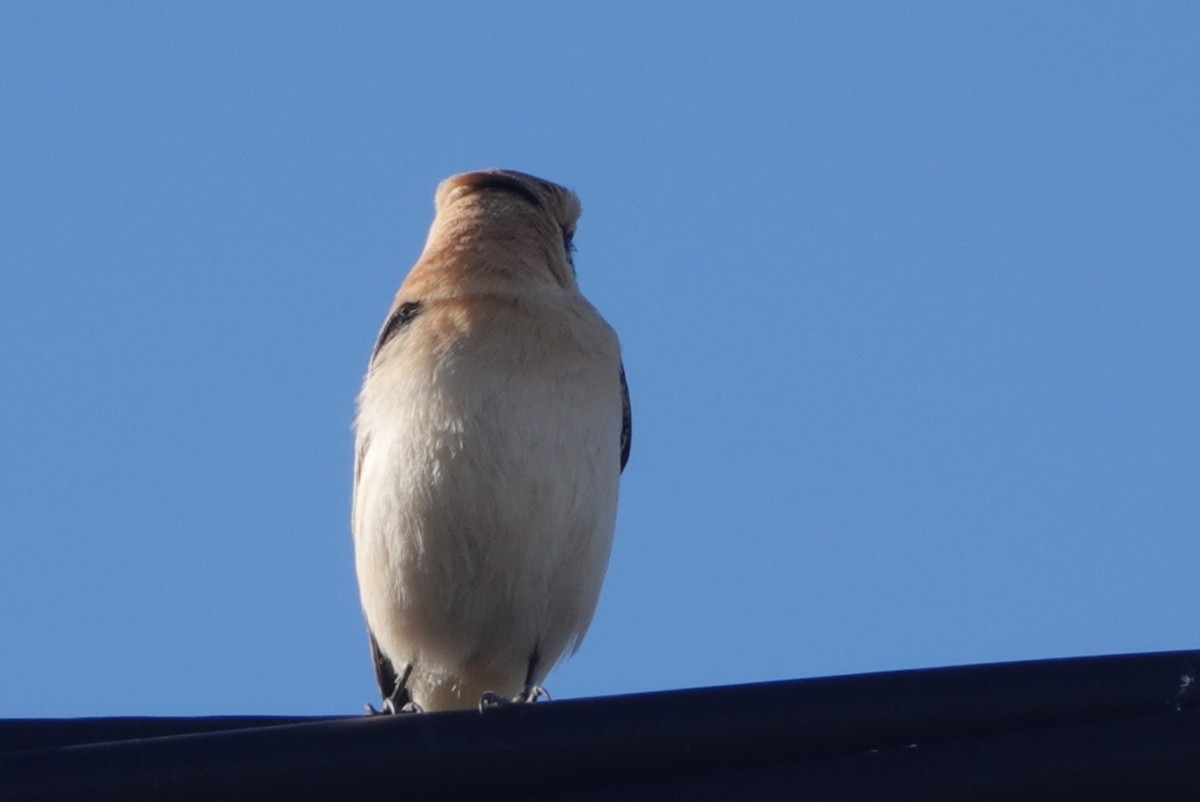 Western Black-eared Wheatear - ML646299629