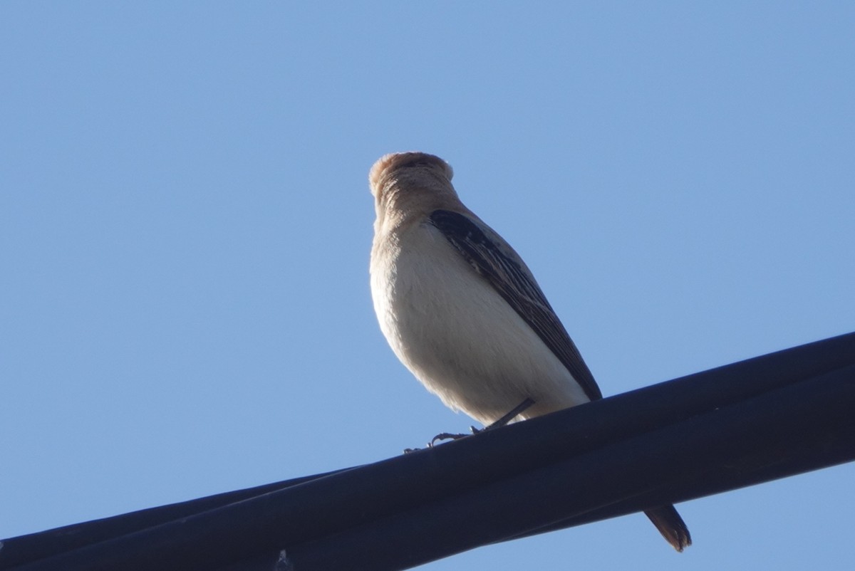 Western Black-eared Wheatear - ML646299631