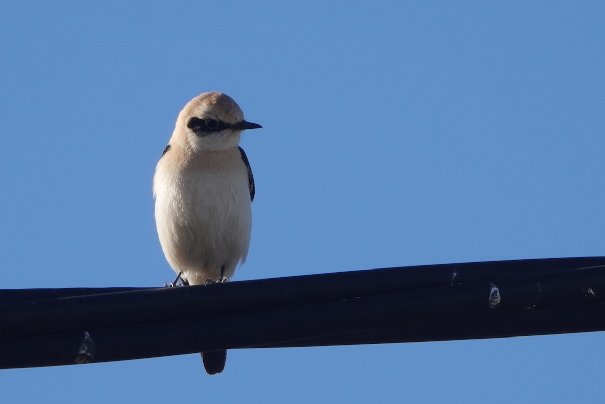Western Black-eared Wheatear - ML646299633