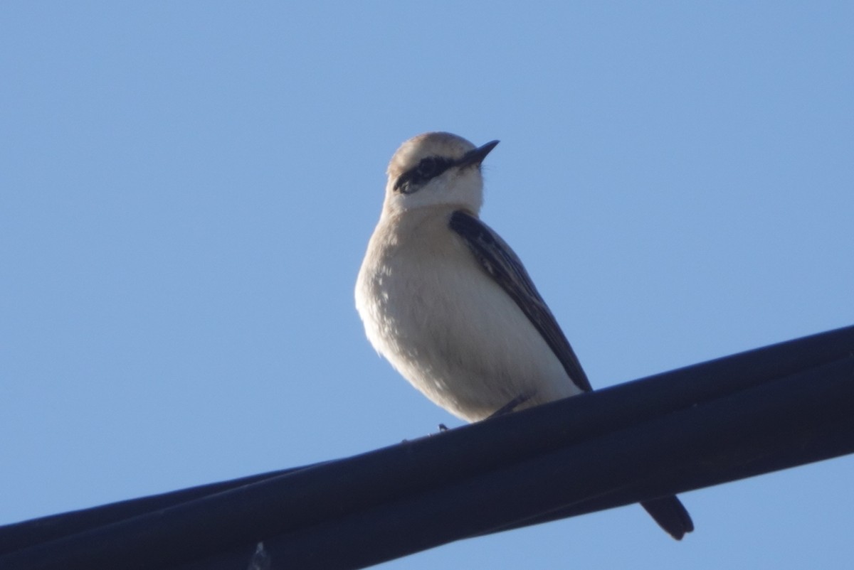 Western Black-eared Wheatear - ML646299634